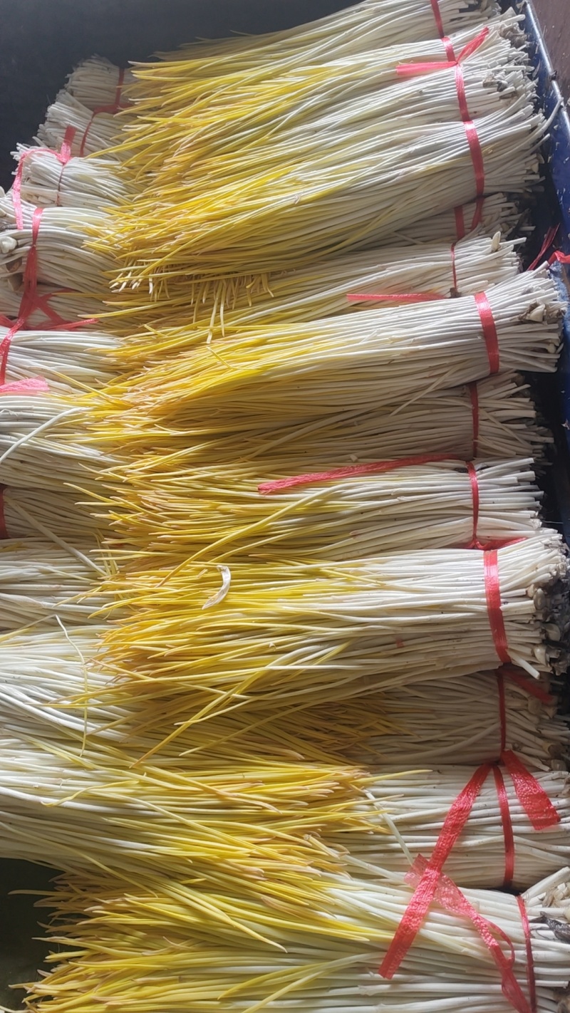 精品蒜黄大量，出货一手货源充足有要的大量接单