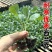 【基地批发】精品有机菜花苗苗场直供代发全国免费技术