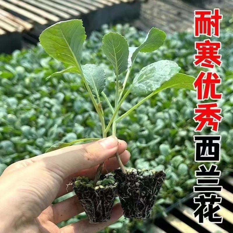 【基地批发】精品有机菜花苗苗场直供代发全国免费技术