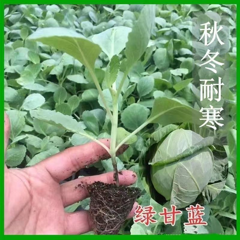 【基地批发】精品有机菜花苗苗场直供代发全国免费技术
