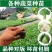 【基地批发】精品有机菜花苗苗场直供代发全国免费技术