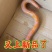 观赏鳝鱼变异鳝鱼血鳝金条粉条