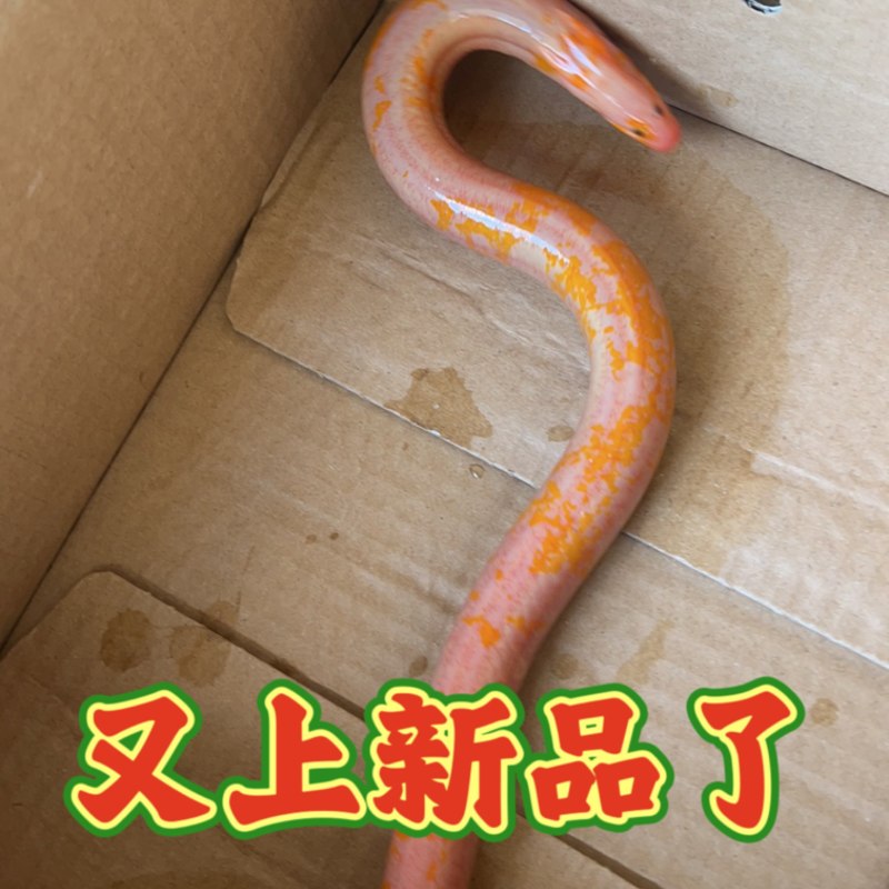 观赏鳝鱼变异鳝鱼血鳝金条粉条