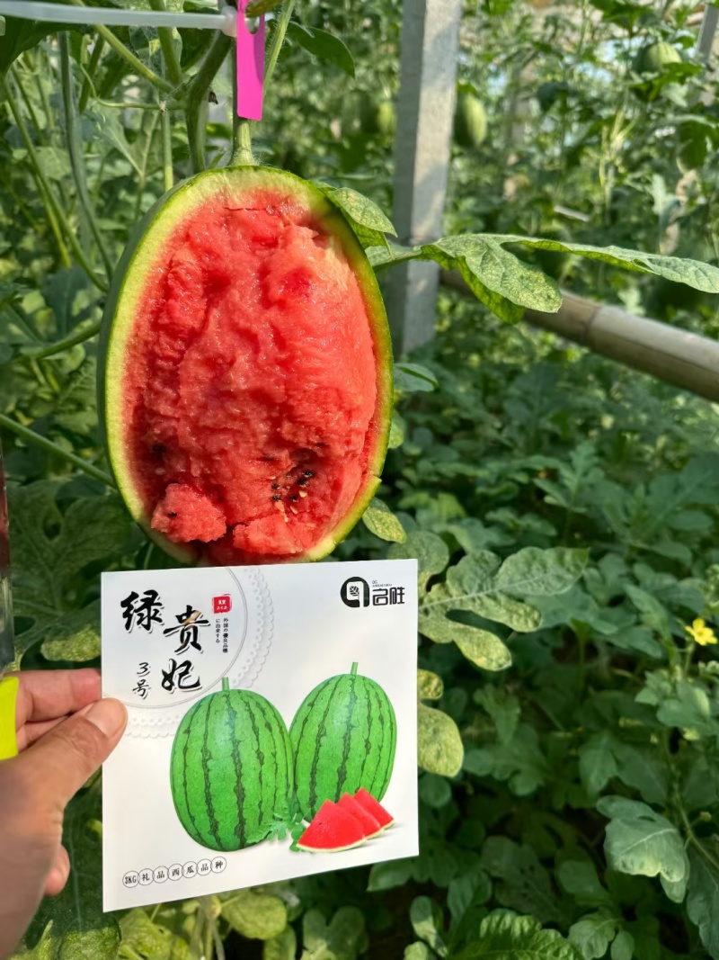 礼品小西瓜苗