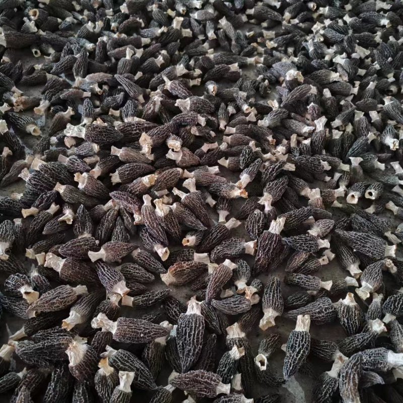 羊肚菌云南羊肚菌，