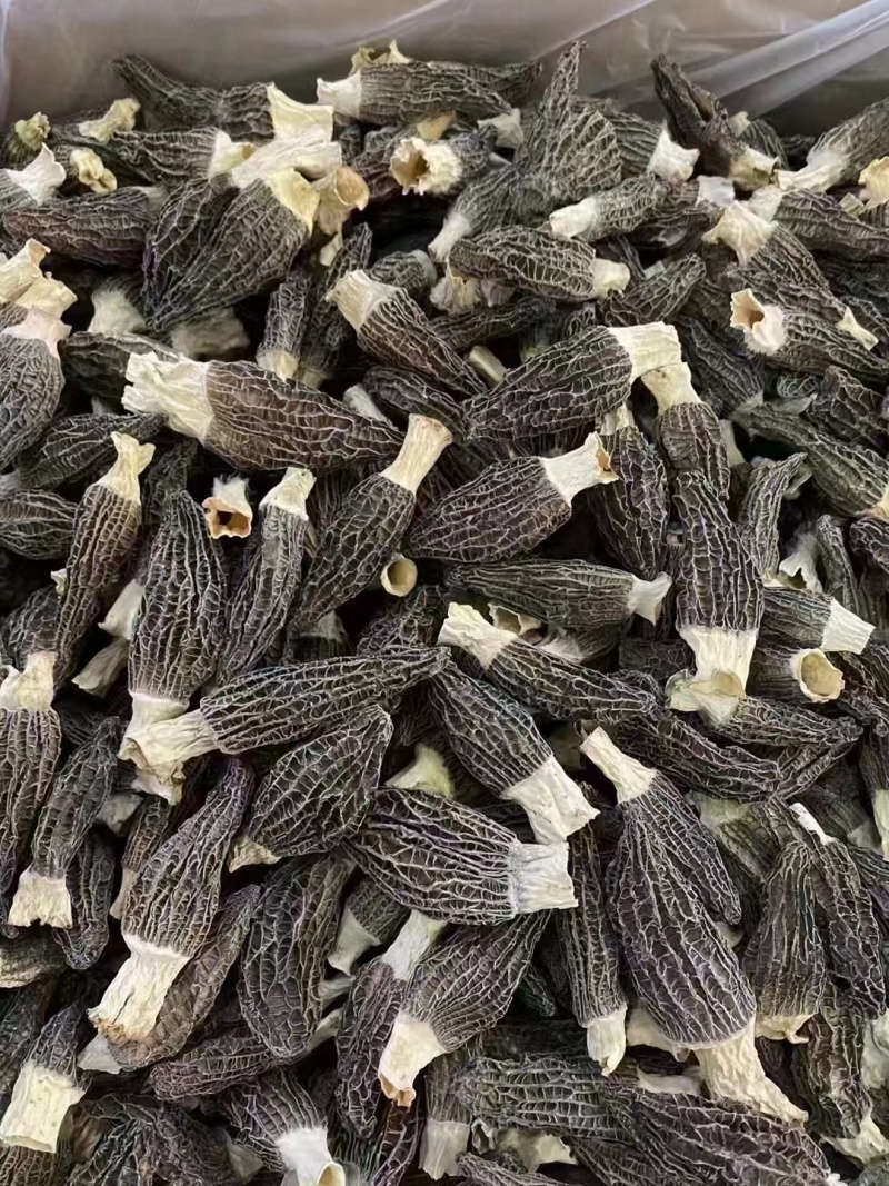 羊肚菌云南羊肚菌，