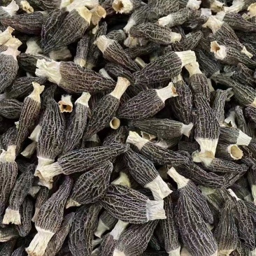 羊肚菌云南羊肚菌，