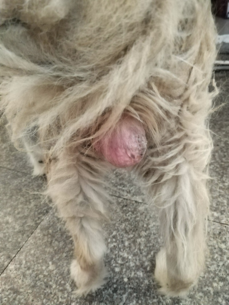 十五年狗宝
