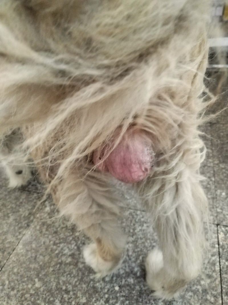十五年狗宝