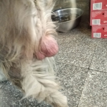 十五年狗宝