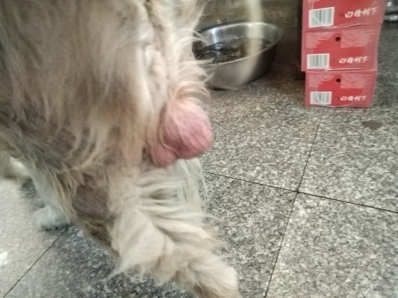 十五年狗宝