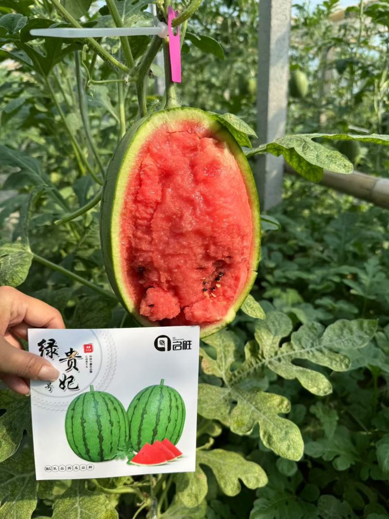 绿贵妃三号小西瓜苗《果皮绿色果肉深红脆甜》