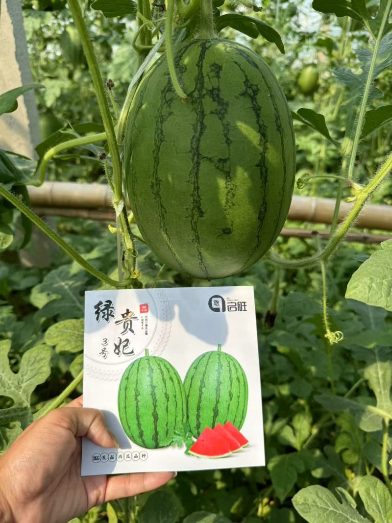 绿贵妃三号小西瓜苗《果皮绿色果肉深红脆甜》