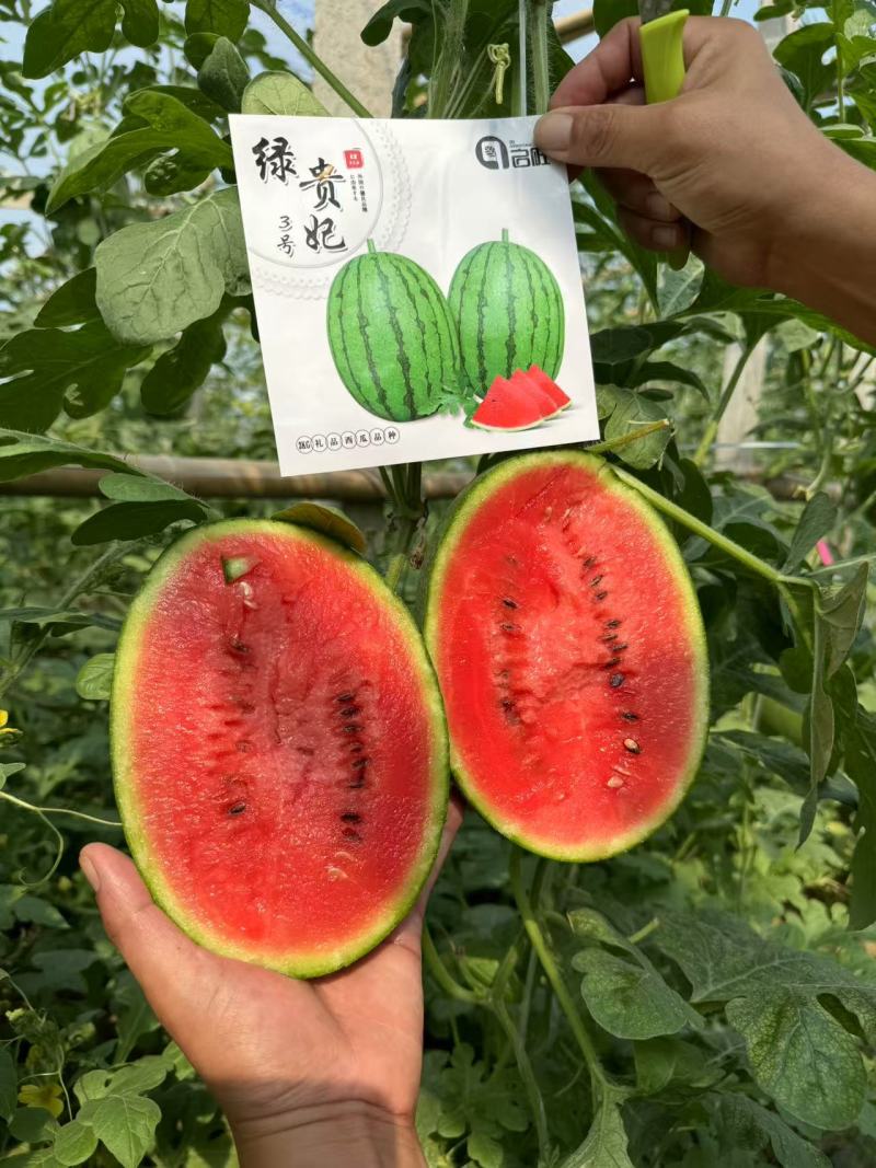绿贵妃三号小西瓜苗《果皮绿色果肉深红脆甜》