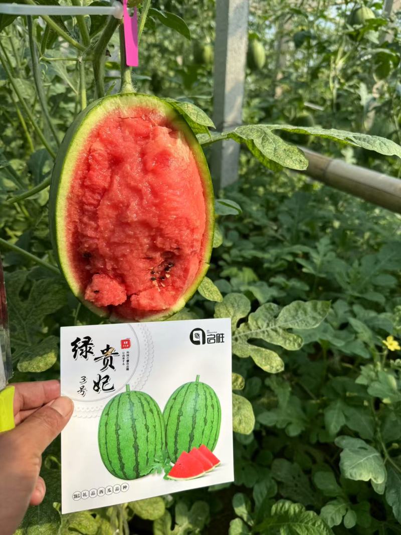 绿贵妃三号小西瓜苗《果皮绿色果肉深红脆甜》