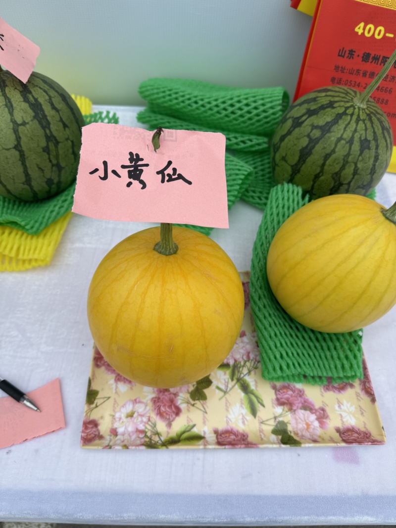 小黄仙（黄皮红瓤）精美礼品小西瓜苗易坐果适宜多茬采收