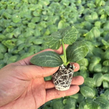 种苗油亮西葫芦苗厂家直发现挖现发量大价优欢迎咨询