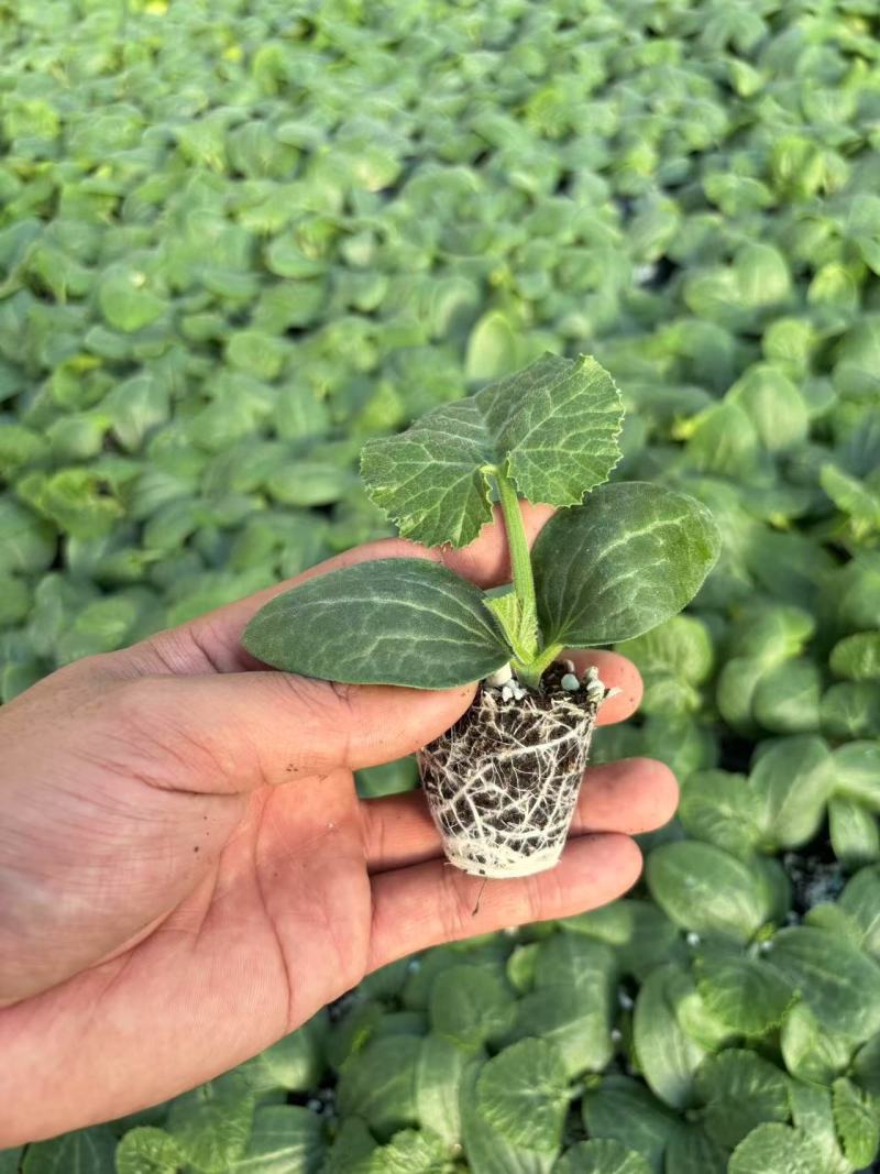 种苗油亮西葫芦苗厂家直发现挖现发量大价优欢迎咨询
