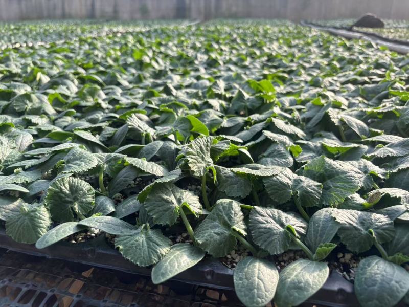 种苗油亮西葫芦苗厂家直发现挖现发量大价优欢迎咨询