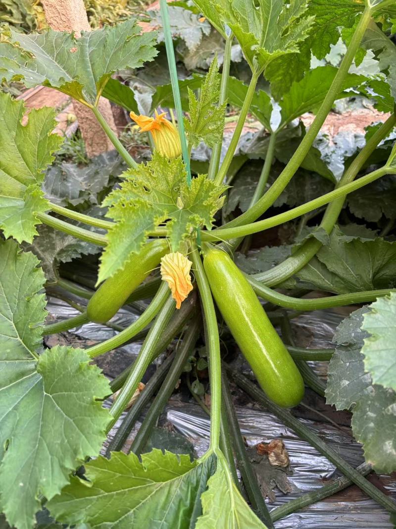 种苗油亮西葫芦苗厂家直发现挖现发量大价优欢迎咨询