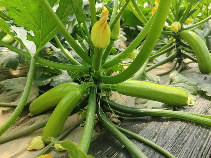种苗油亮西葫芦苗厂家直发现挖现发量大价优欢迎咨询