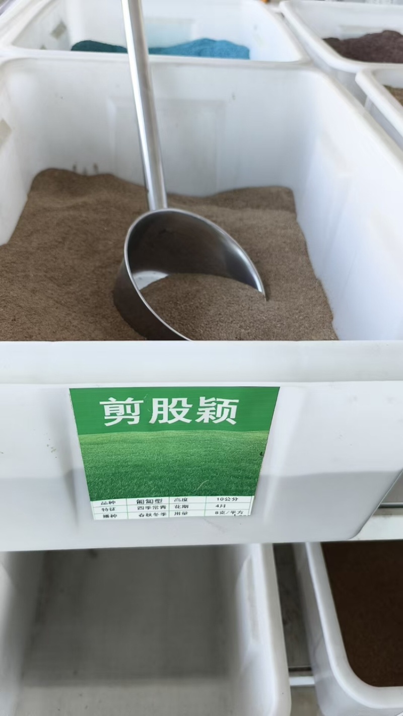 剪股颖种子