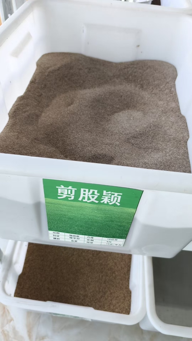 剪股颖种子