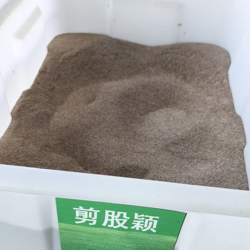 剪股颖种子