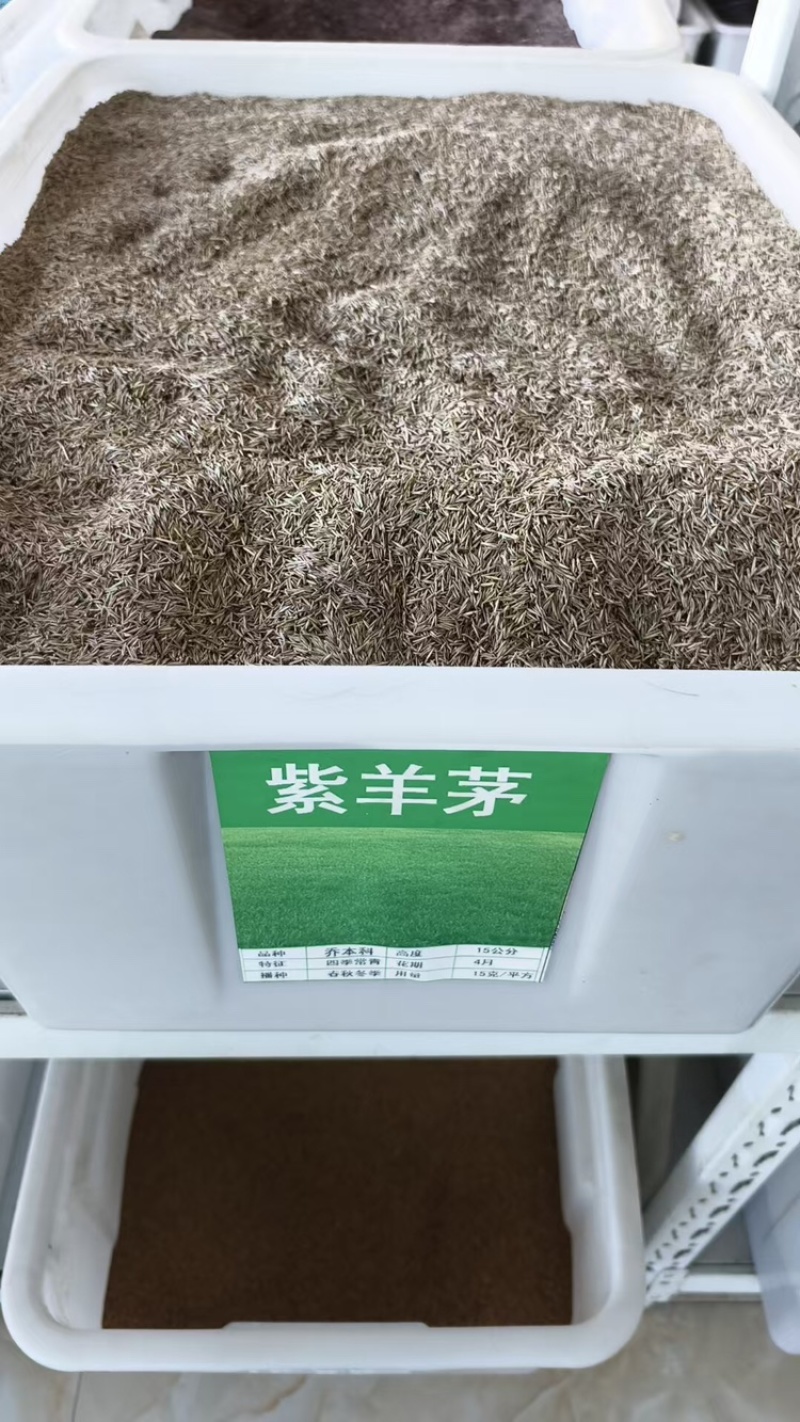 紫羊茅种子