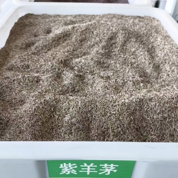 紫羊茅种子