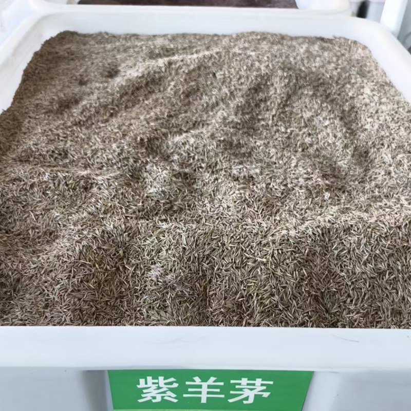 紫羊茅种子