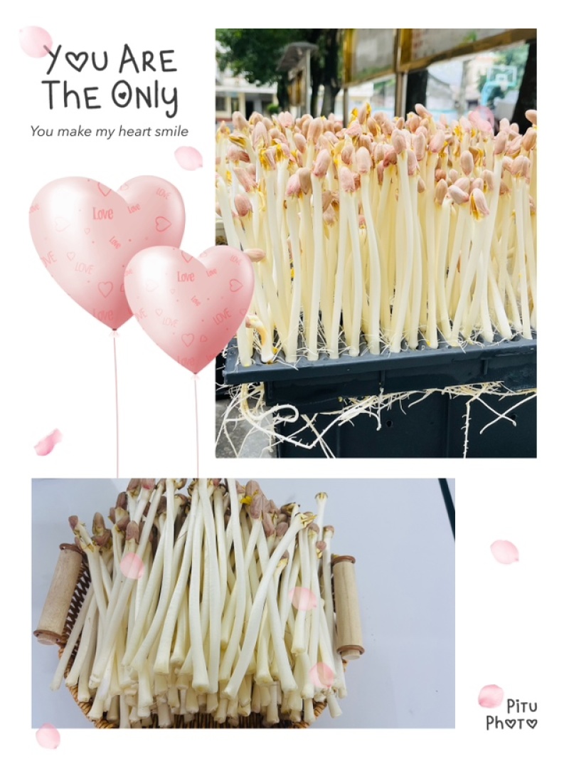 水培花生芽7元/斤（批发价）
