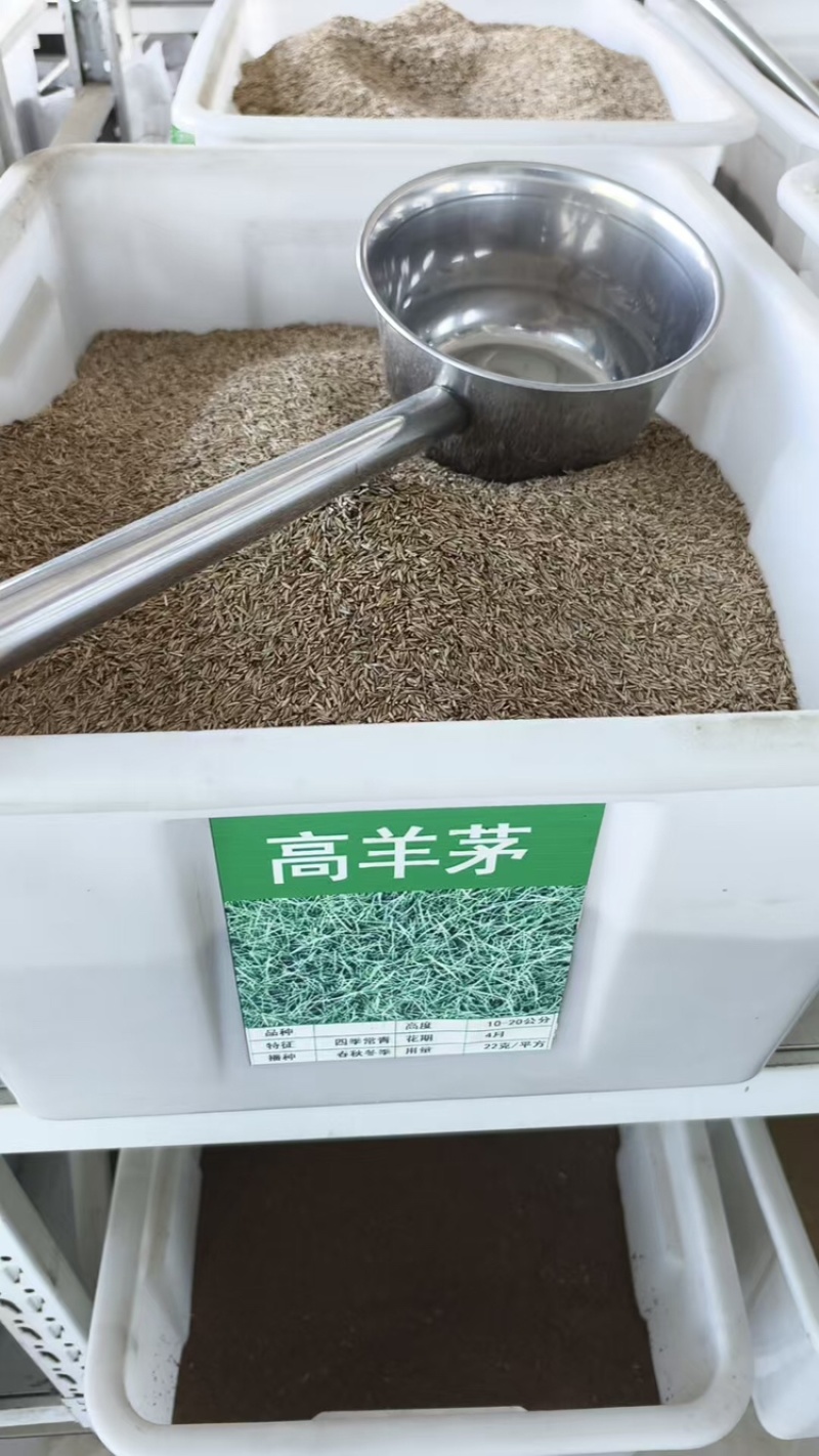 高羊茅种子