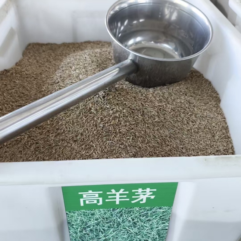 高羊茅种子