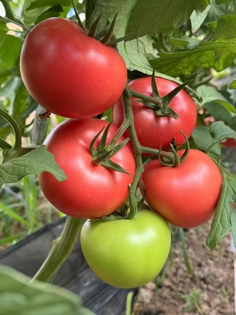 越夏耐热硬粉西红柿苗厂家直发量大价优欢迎咨询