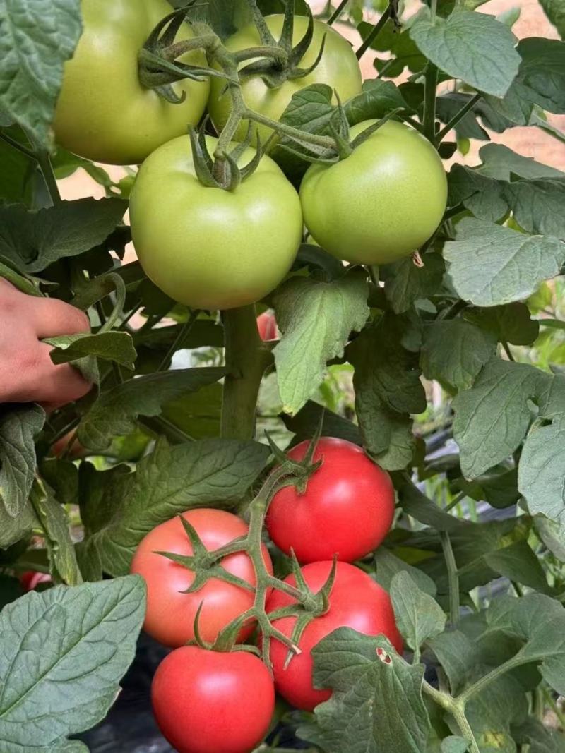 越夏耐热硬粉西红柿苗厂家直发量大价优欢迎咨询
