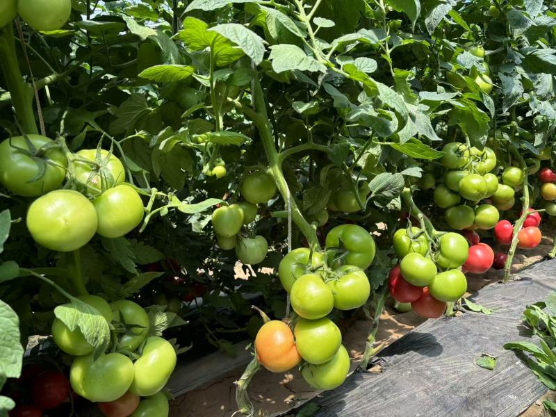 越夏耐热硬粉西红柿苗厂家直发量大价优欢迎咨询