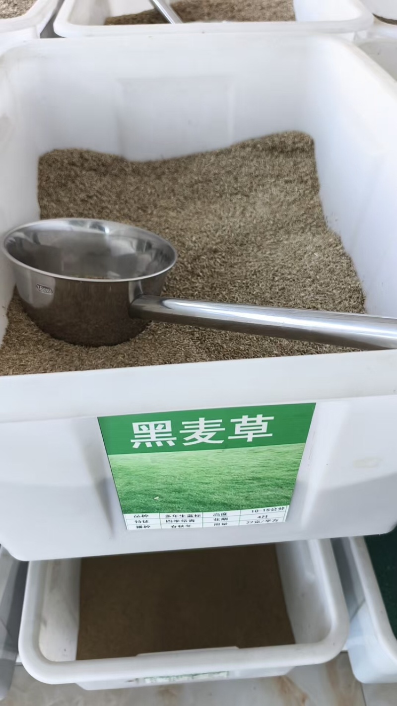 黑麦草种子