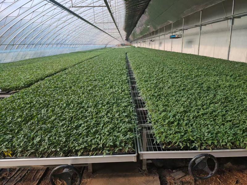 越夏耐热硬粉西红柿苗厂家直发量大价优欢迎咨询