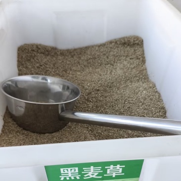 黑麦草种子