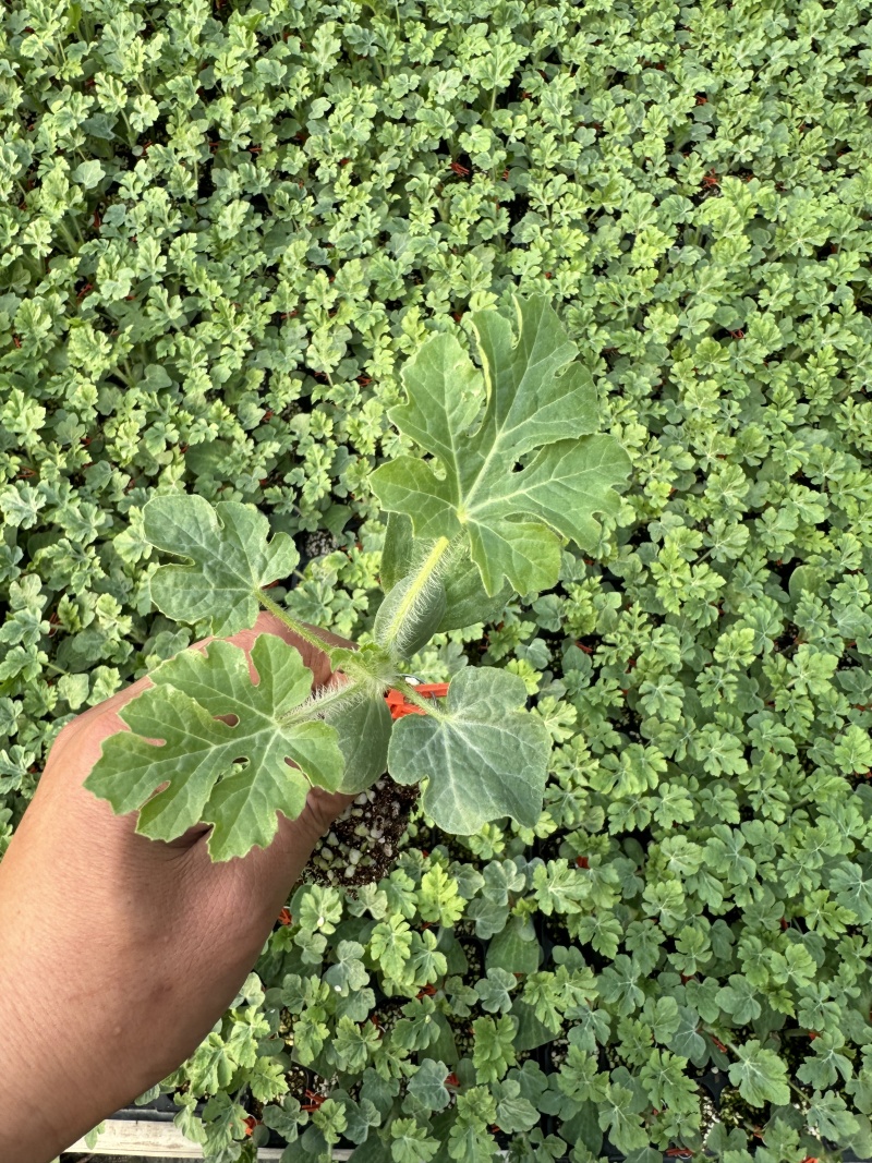 精品礼品小西瓜苗L600