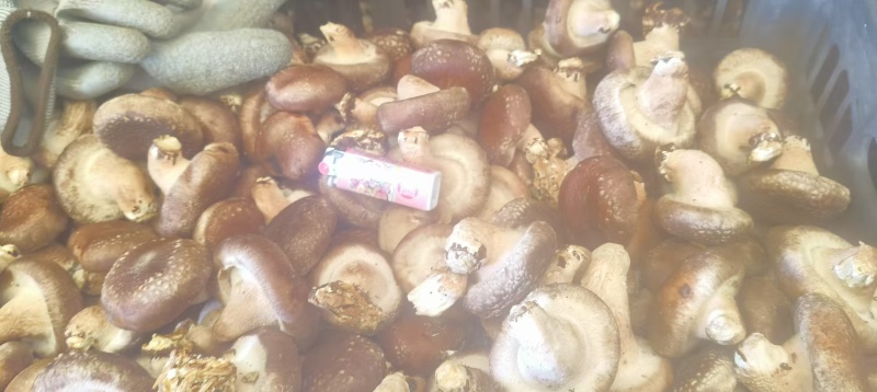食用菌香菇产地直供鲜香美味大量现货品质保证