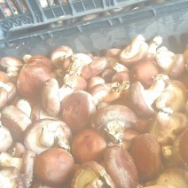 食用菌香菇产地直供鲜香美味大量现货品质保证