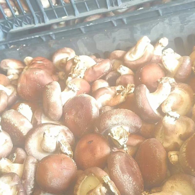 食用菌香菇产地直供鲜香美味大量现货品质保证