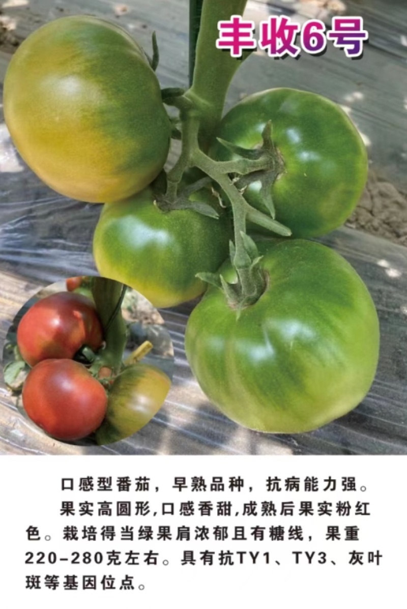 番茄种苗丰收6号草莓口感番茄抗病毒产量高品质保证