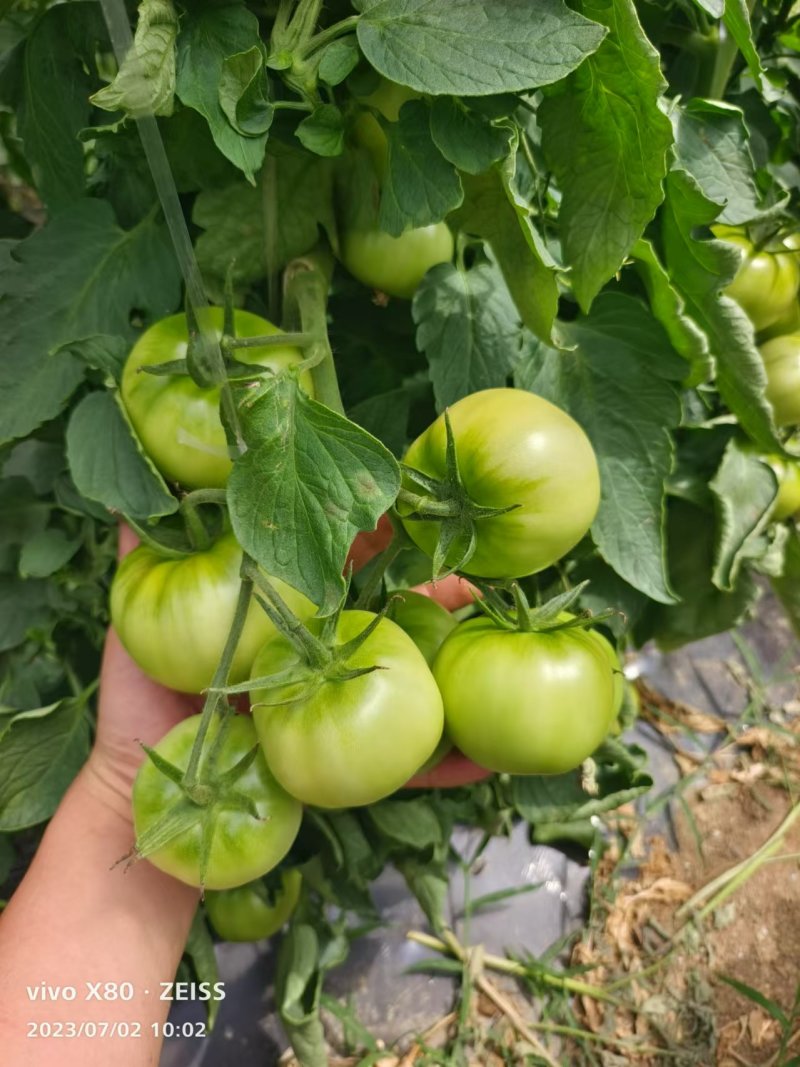 润生319口感硬粉西红柿种苗基地直供