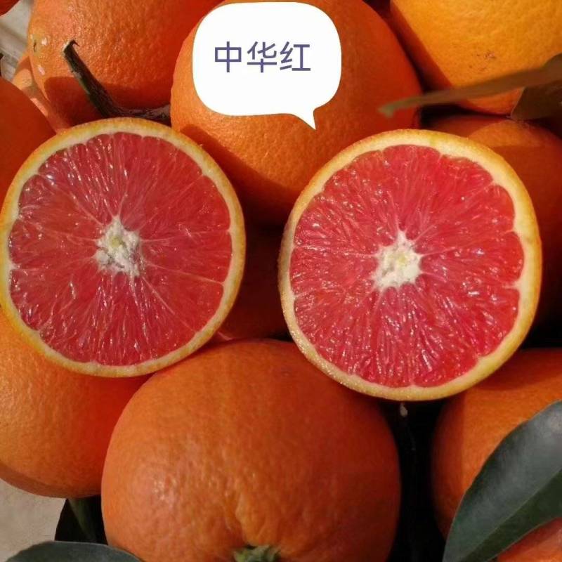 湖北秭归县中华红（血）橙，个头均匀，皮薄多汁，纯甜口感