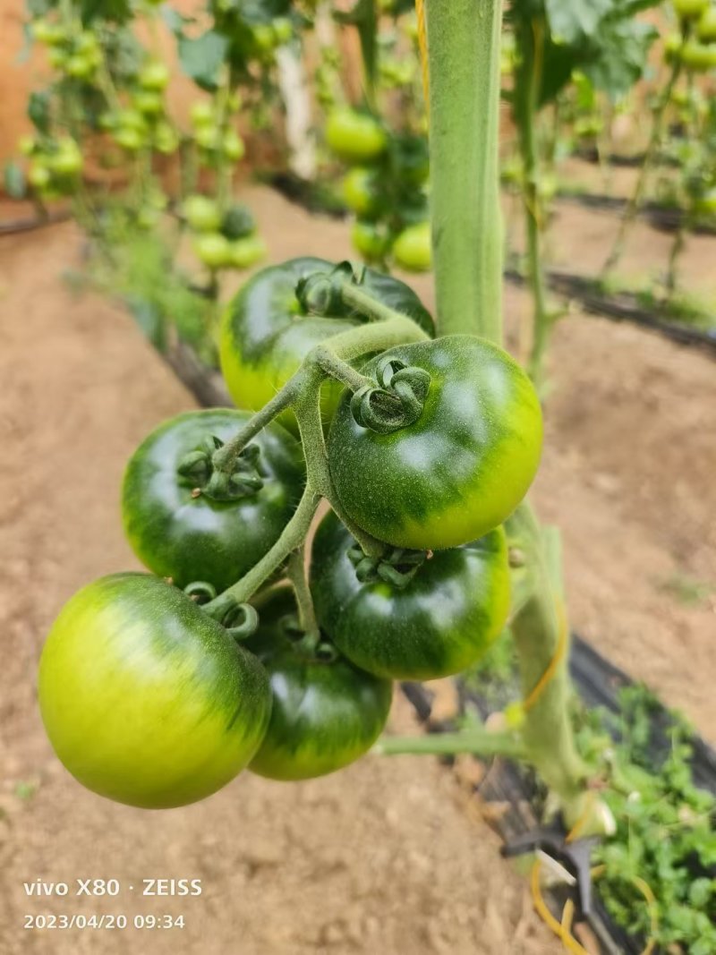 草莓西红柿种苗香甜一号水果番茄种苗基地直发产量高