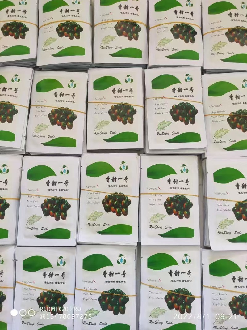草莓西红柿种苗香甜一号水果番茄种苗基地直发产量高