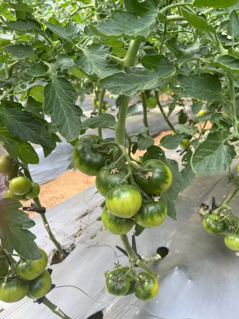 草莓西红柿种苗香甜一号水果番茄种苗基地直发产量高